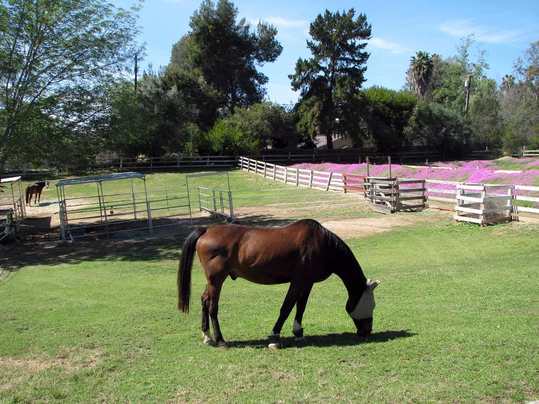 West Pastures