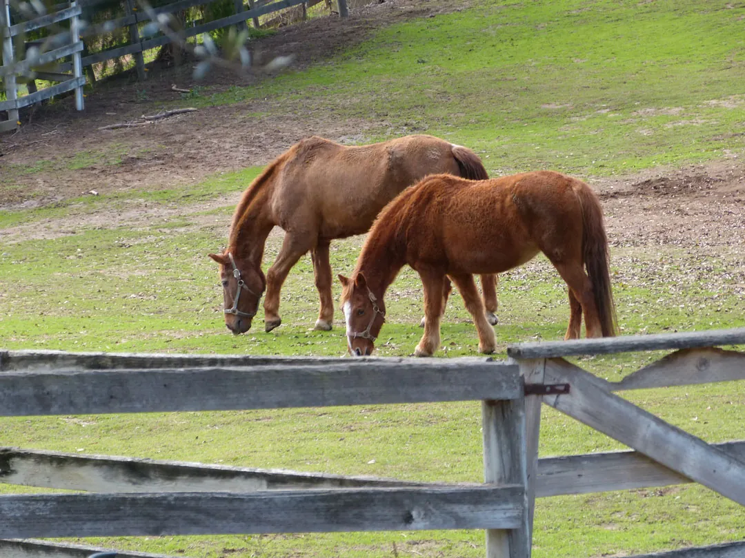 West Pastures